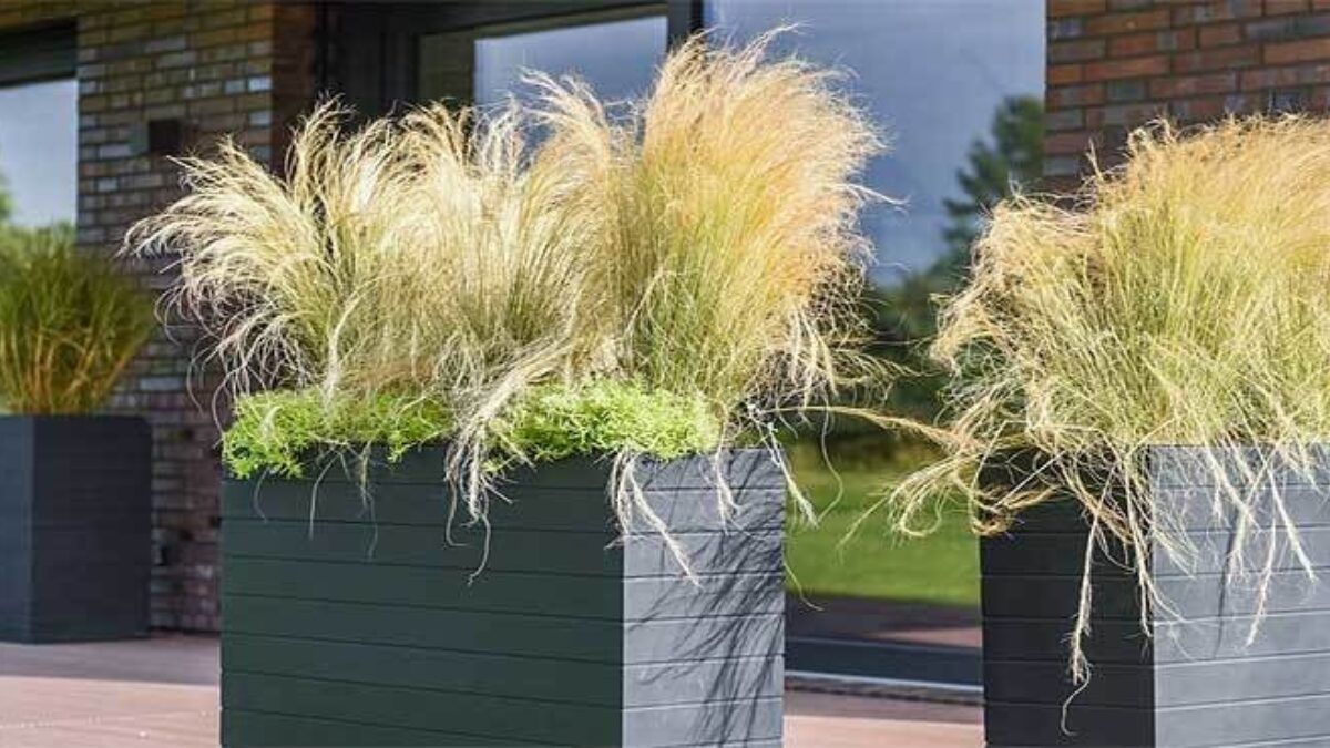 Pflanze Sichtschutz Balkon Winterhart Balkonpflanzen Infos Ideen Fur