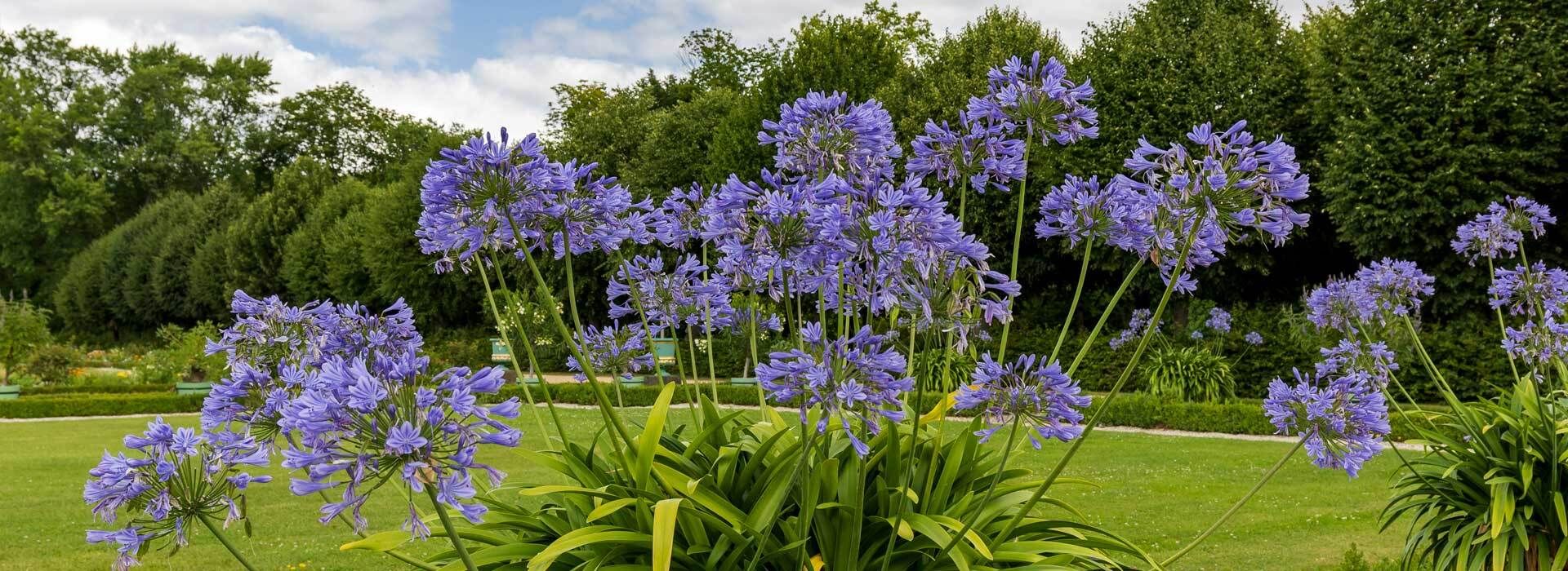 Die Schmucklilie (Agapanthus) im Topf Richtig pflegen, teilen