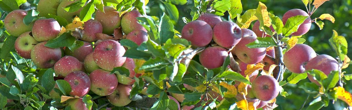 Obstbäume pflanzen im Herbst Zeit für Apfel, Birne & Co. VIVANNO