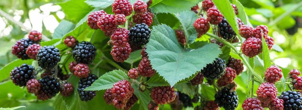 Brombeeren im Topf erfolgreich pflanzen und pflegen VIVANNO