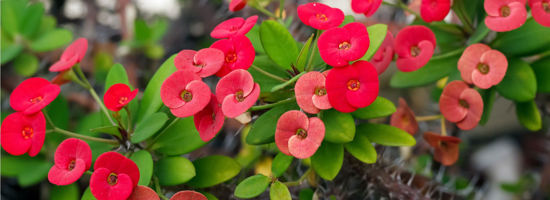 Christusdorn Christusdorn