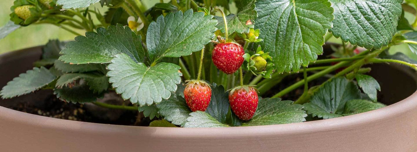 Erdbeeren im Topf pflanzen, pflegen, ernten VIVANNO