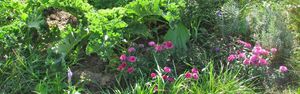 Ratgeber Gartenarbeit im September VIVANNO