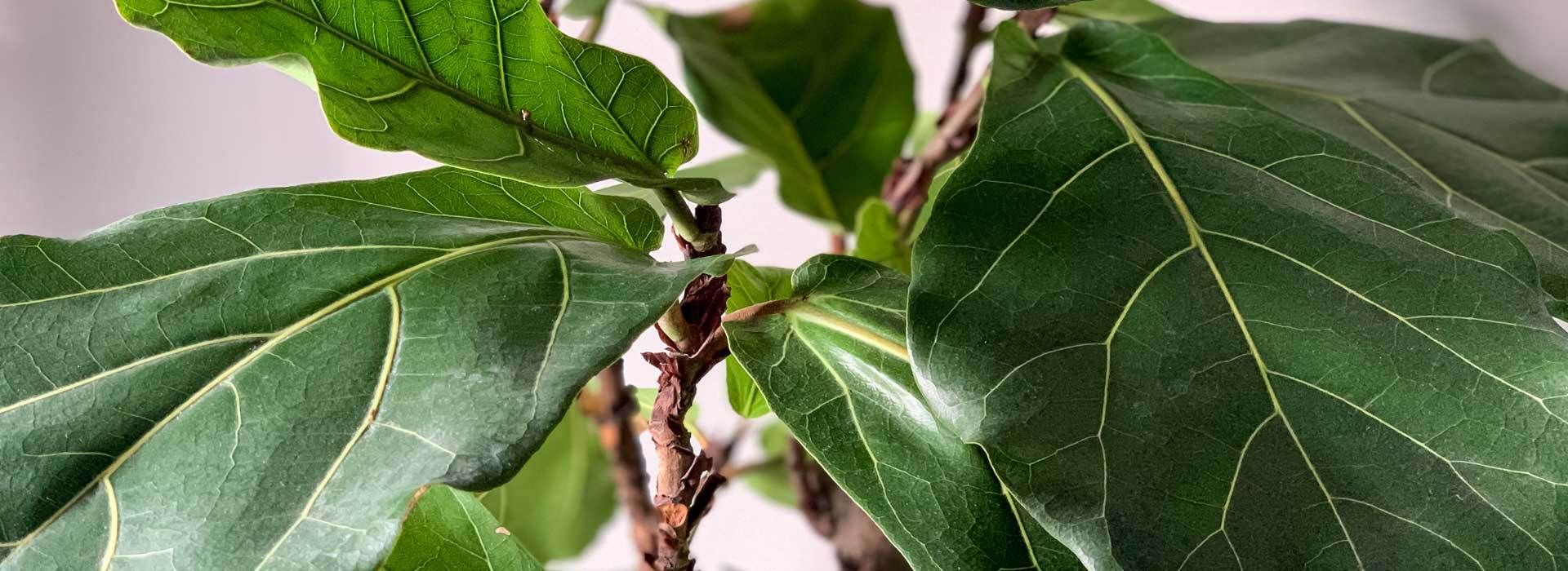 49+ Geigenfeige Ficus Lyrata, Die pflege der geigenfeige (ficus