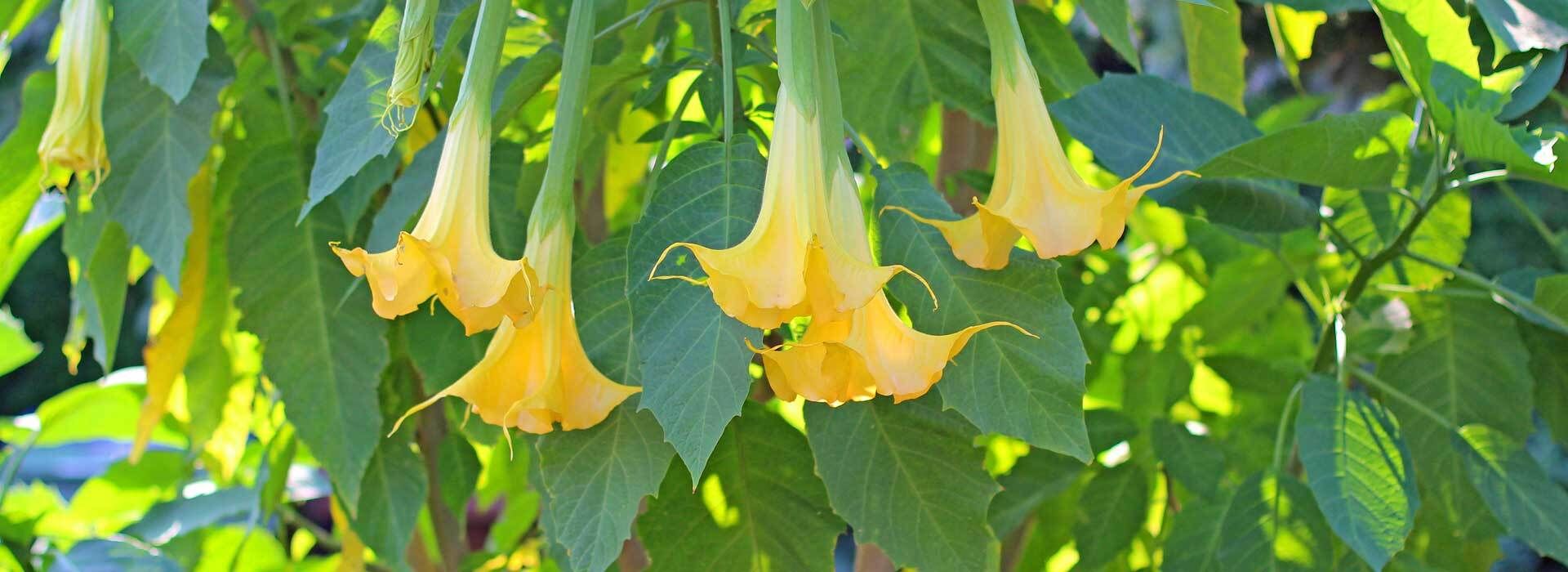 Gelbe Trompetenblume