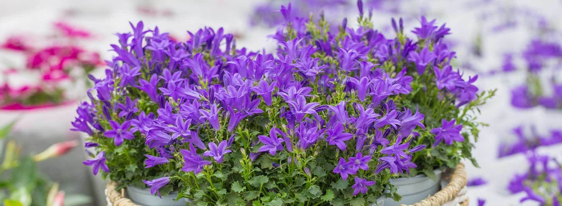 Glockenblume (Campanula): pflanzen, pflegen und vermehren | VIVANNO