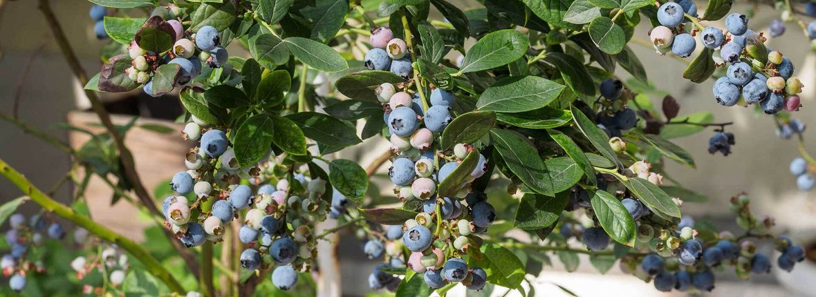 Heidelbeeren im Topf pflanzen und pflegen VIVANNO