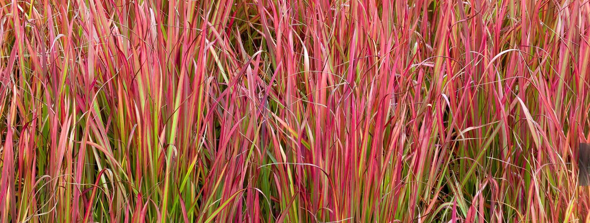Japanisches Blutgras Red Baron
