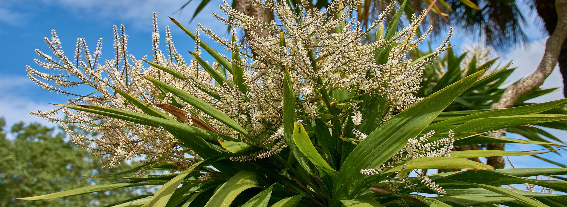Keulenlilie im Freiland, blühend