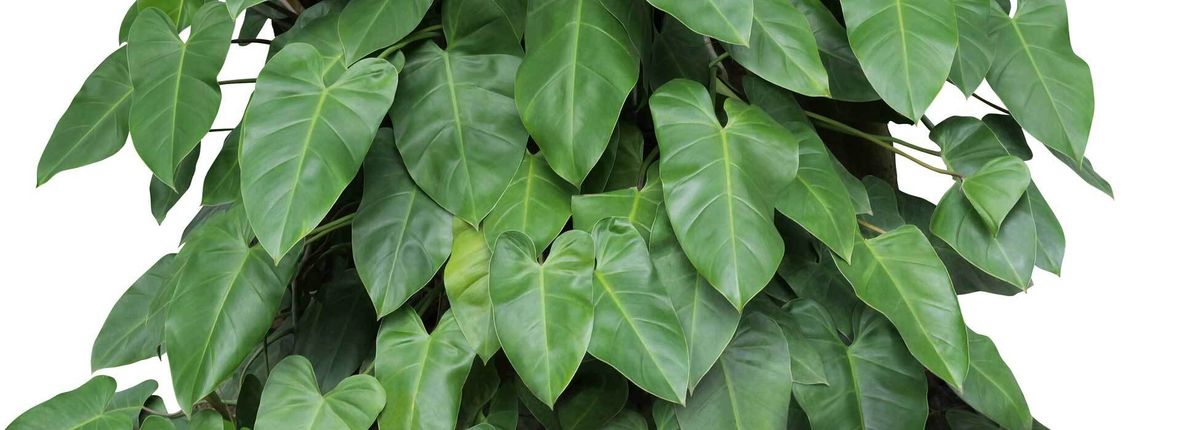 Philodendron (Baumfreund) Pflege, Sortenwahl und Vermehrung VIVANNO