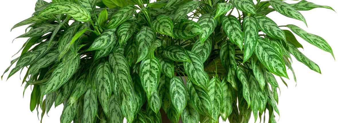 Kolbenfaden (Aglaonema) Pflegetipps und Wissenswertes VIVANNO