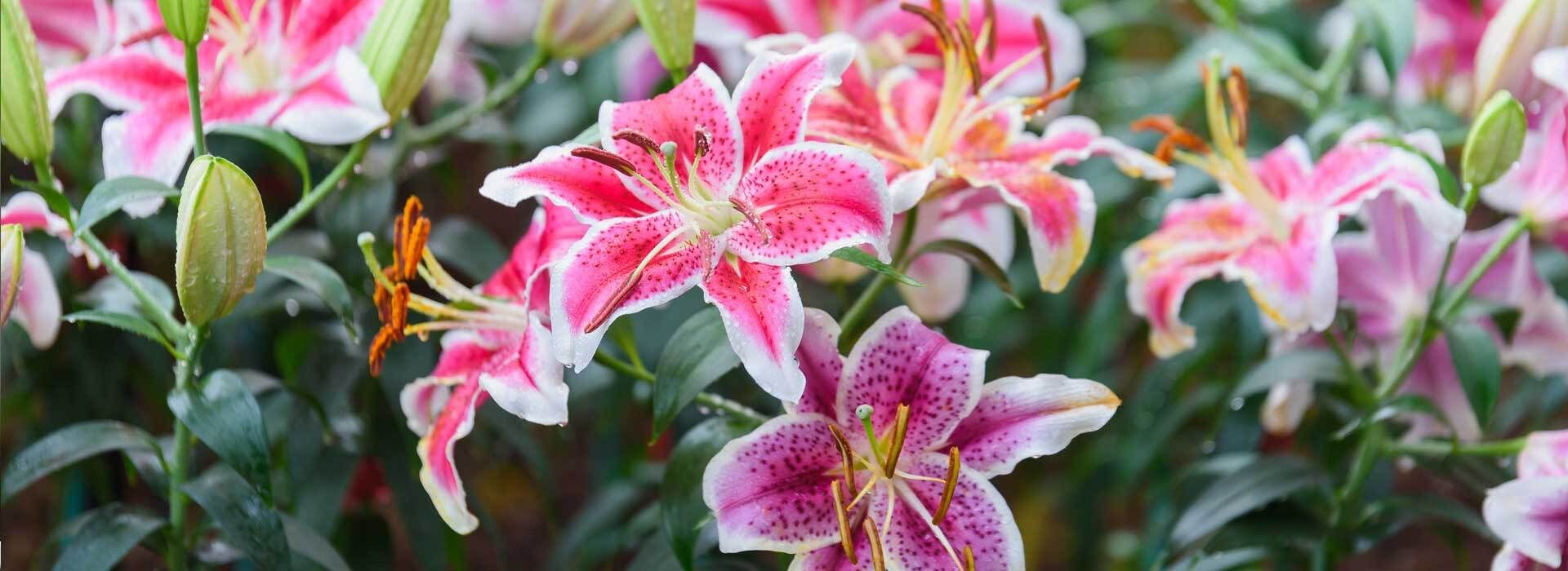 Lilien in Topf und Kbel: pflanzen, pflegen, berwintern | VIVANNO