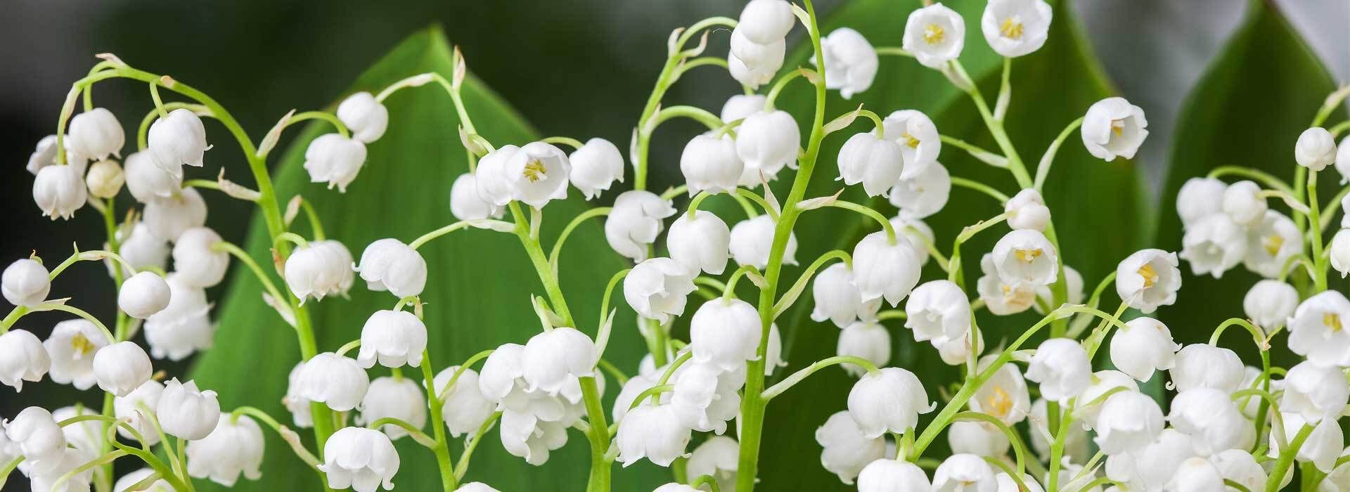 Maiglckchen im Topf und Kbel: pflanzen, pflegen, berwintern | VIVANNO