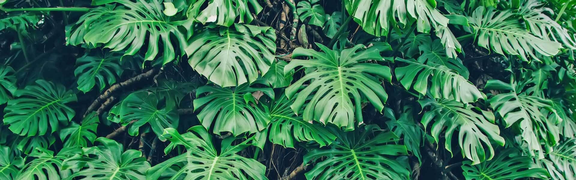 Monstera pflegen und vermehren | VIVANNO