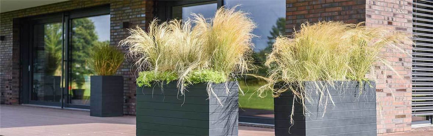 Winterharte Kübelpflanzen für Balkon, Garten und Terrasse VIVANNO