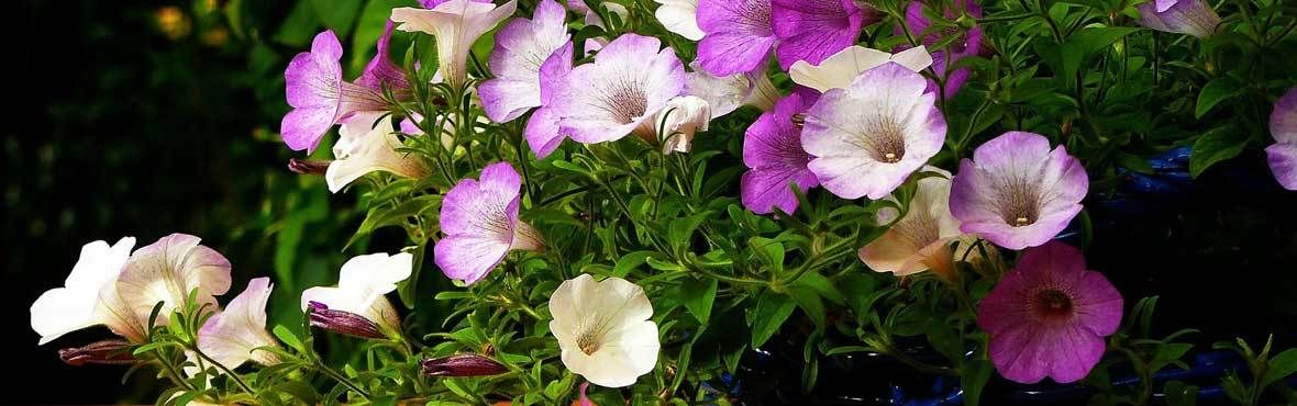Richtig düngen im Pflanzkübel, Blumentopf und Balkonkasten VIVANNO