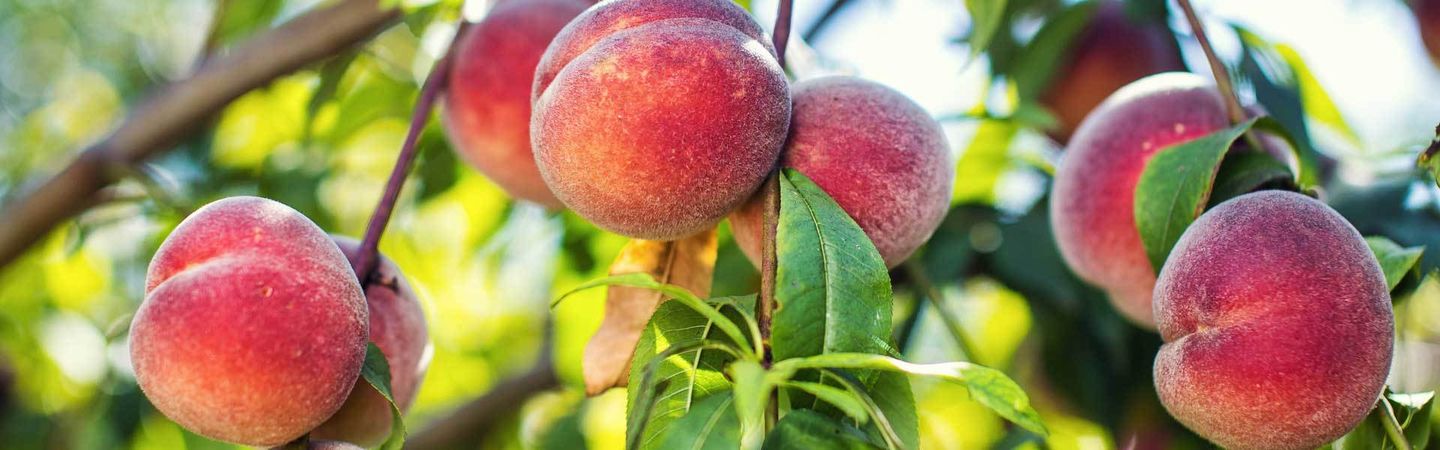 Welche Obstbäume und Sträucher im Frühjahr pflanzen? VIVANNO