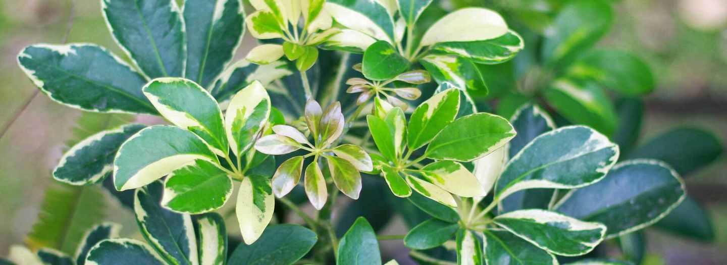 Schefflera (Strahlenaralie) pflanzen, pflegen und vermehren VIVANNO
