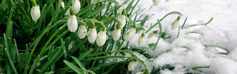 Gartenarbeit im Februar VIVANNO