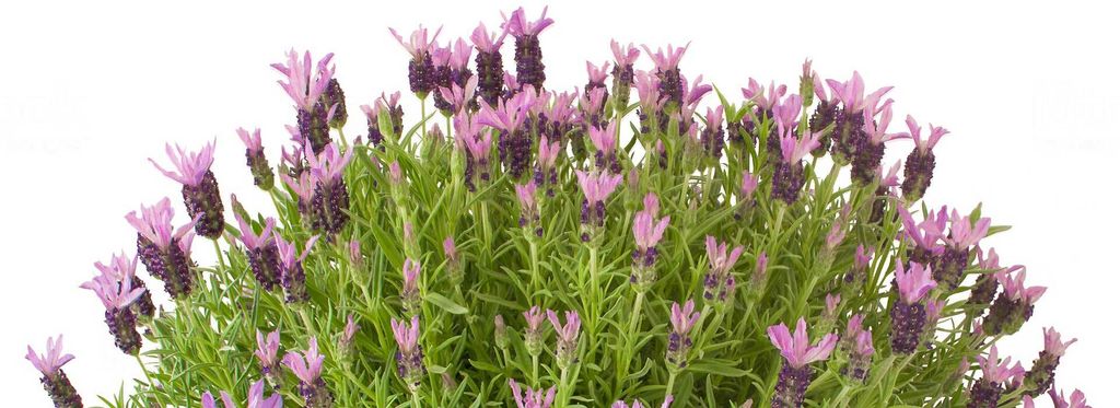 Lavendel im Topf pflanzen, pflegen, überwintern VIVANNO