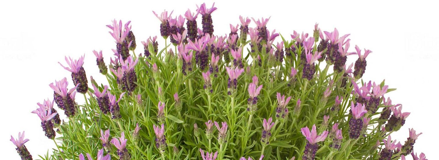 Lavendel im Topf pflanzen, pflegen, überwintern VIVANNO