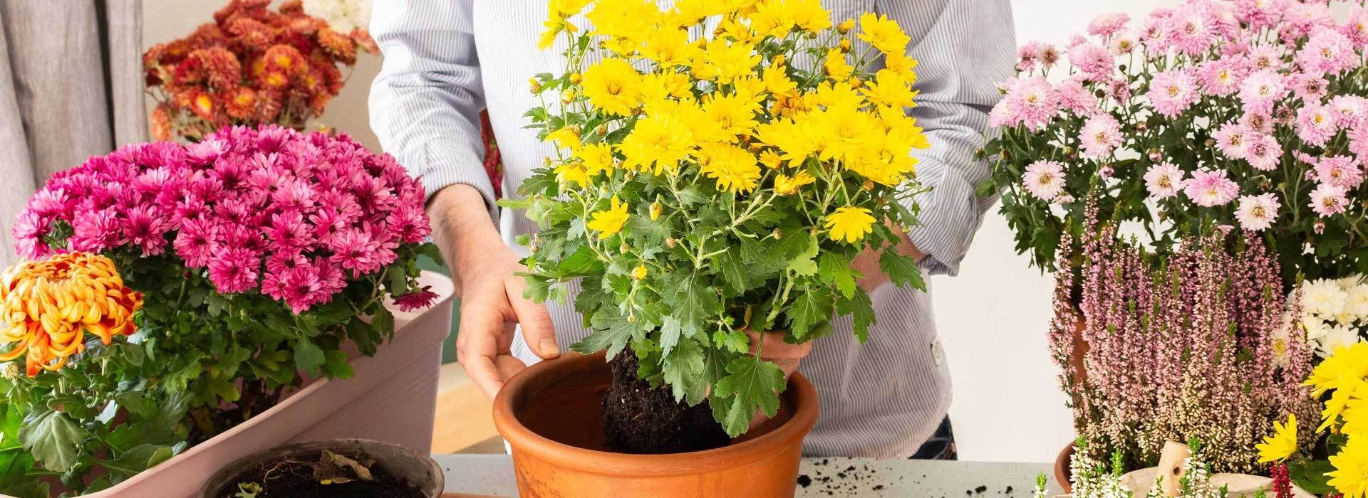 Topf-Chrysanthemen
