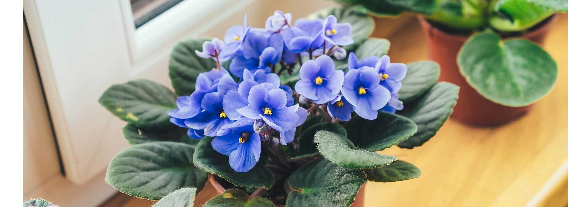 Usambaraveilchen violett auf Fensterbank