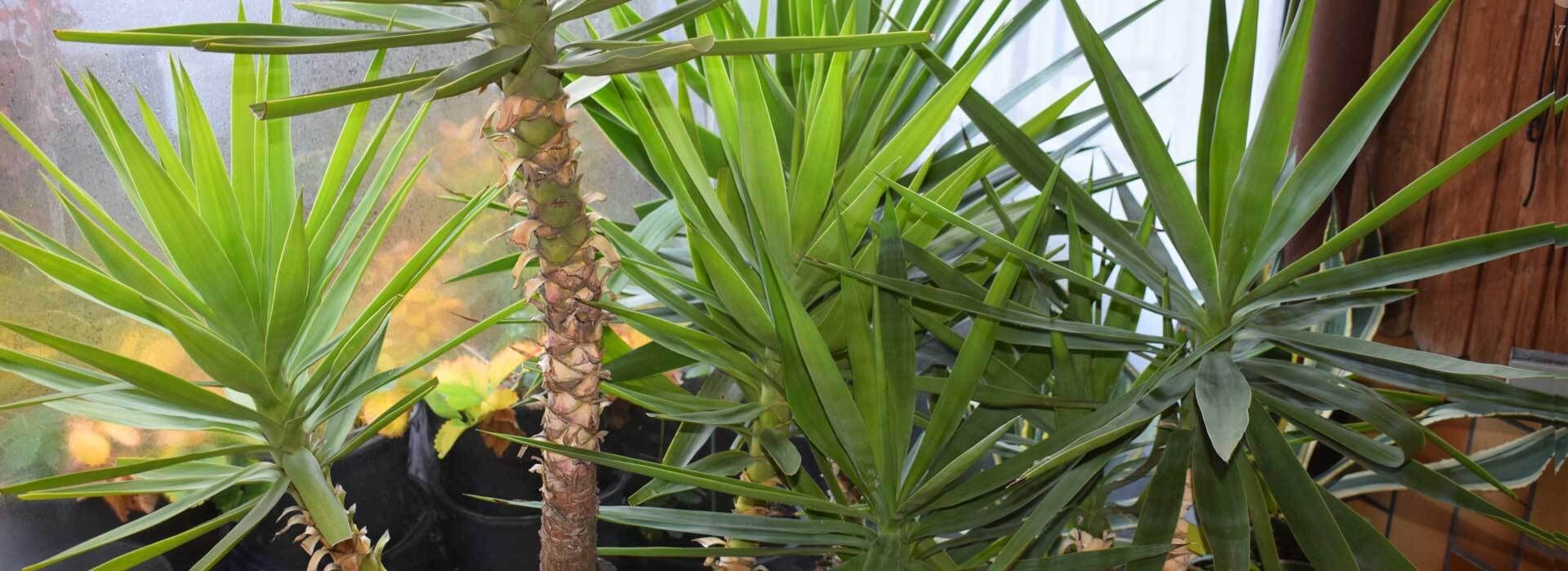 die yucca-palme: standort und pflege | vivanno