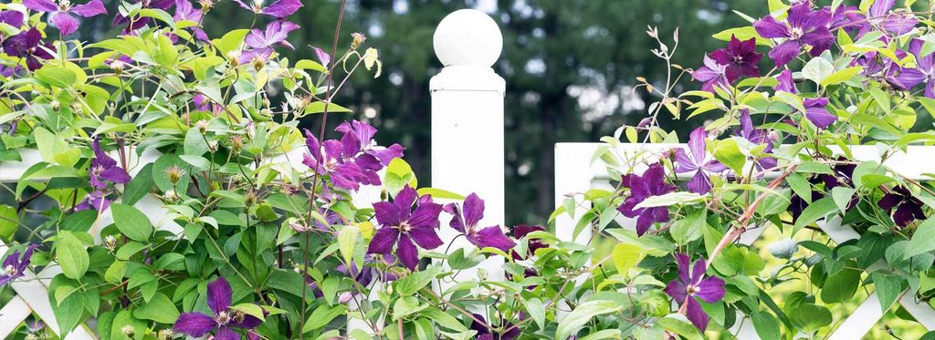 48+ Zaun Bepflanzen Winterhart, Gartenzäune sind die ideale basis