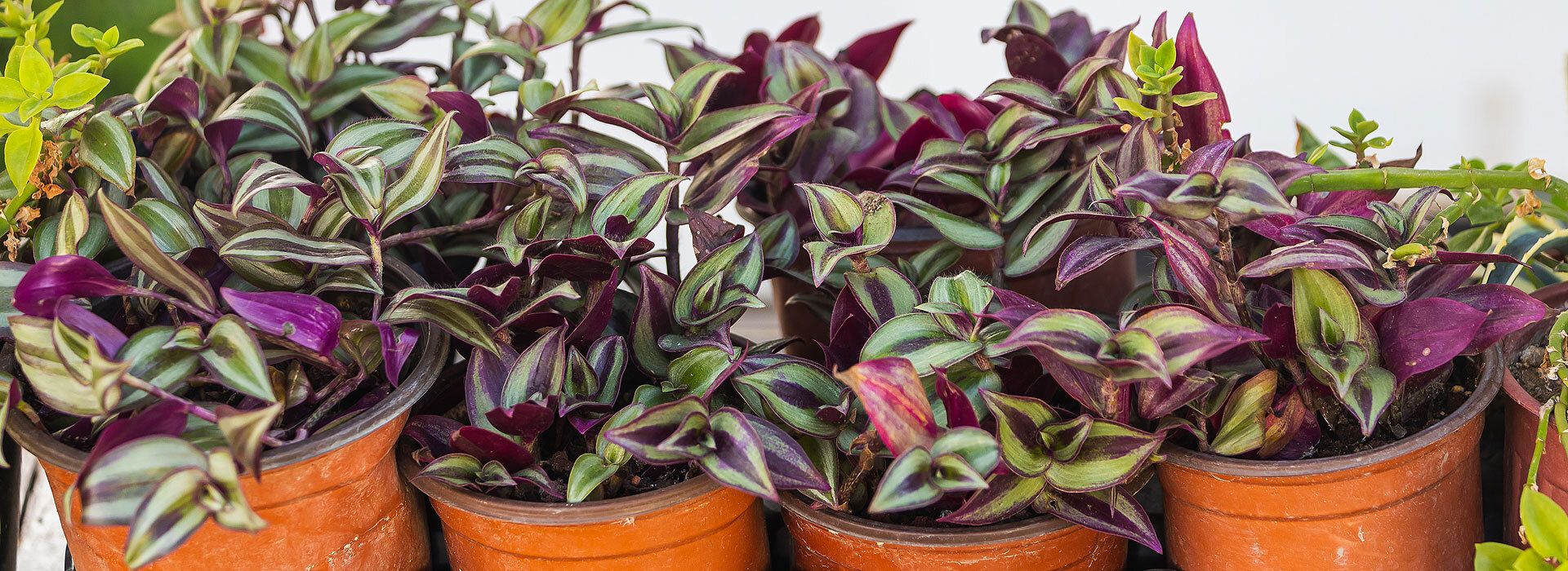 Zebrakraut (Tradescantia zebrina): pflanzen, pflegen und erfolgreich  vermehren | VIVANNO