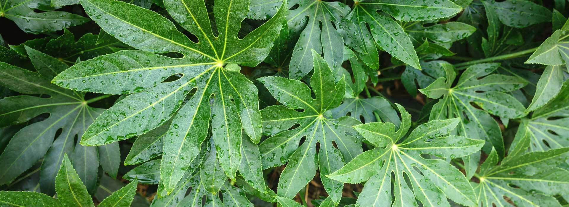 rhapis variegata Variegated Rhapis Palm for Sale, Classic or Aya-Nishiki Variegation —  Melisse & Co