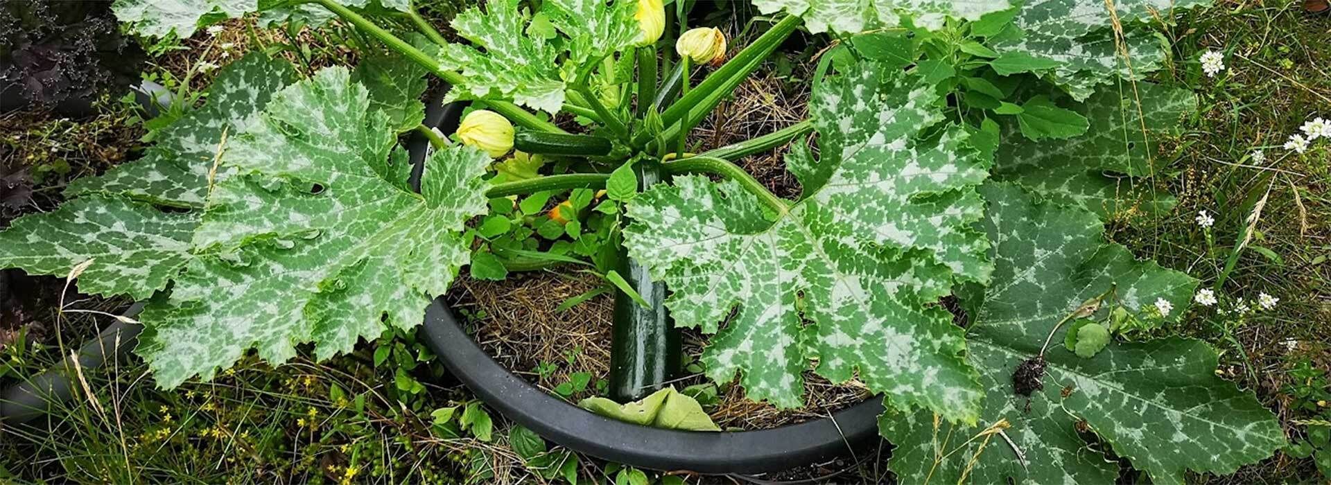 Zucchini im Kübel