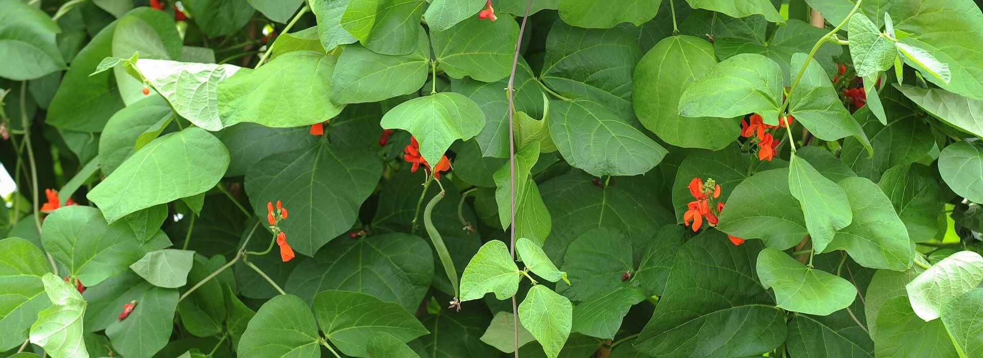 guano dünger flüssig kaufen 420Flow Guano Dünger – Organischer NPK-Pulverdünger für Cannabis main image 0