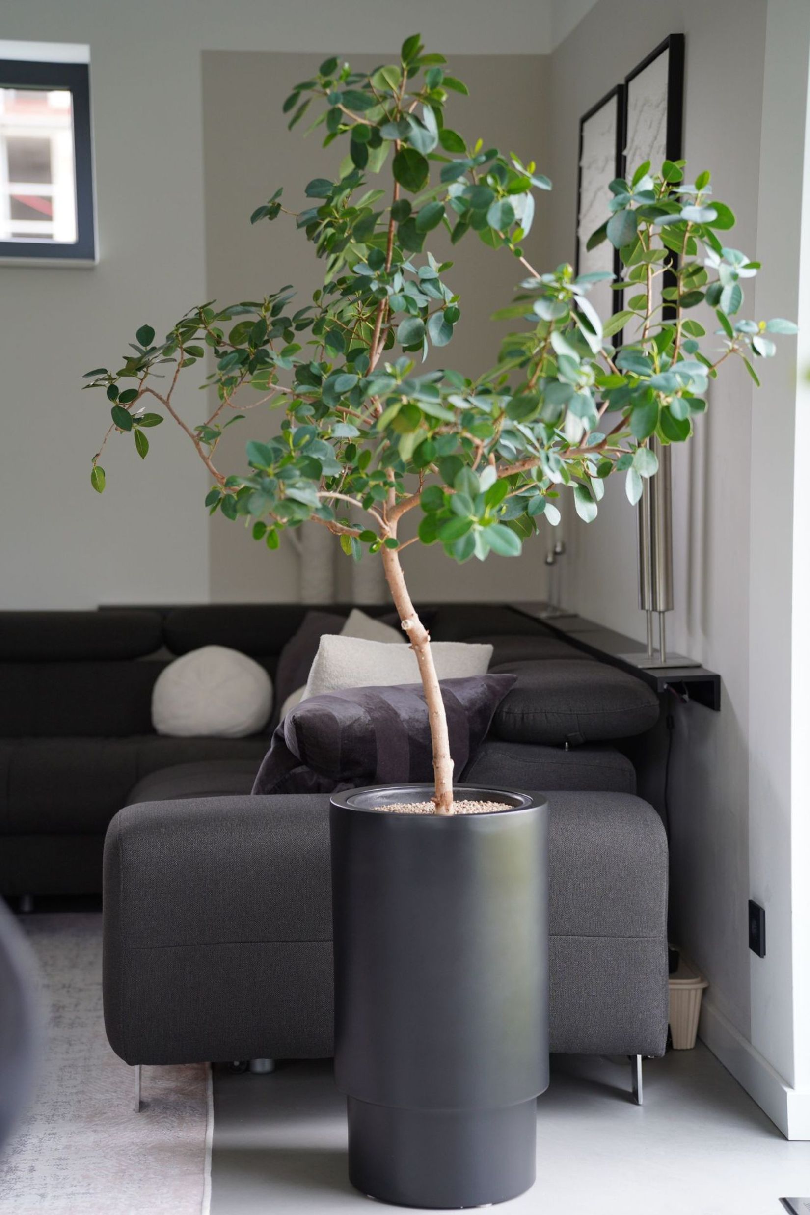 Blumentopf Pflanzkübel Fiberglas ESCADA Schwarz Matt Blumentopf Pflanzkübel Fiberglas ESCADA Schwarz Matt