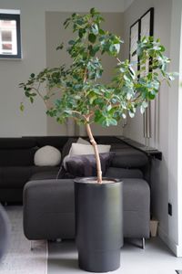 Blumentopf Pflanzkübel Fiberglas ESCADA Schwarz Matt Blumentopf Pflanzkübel Fiberglas ESCADA Schwarz Matt