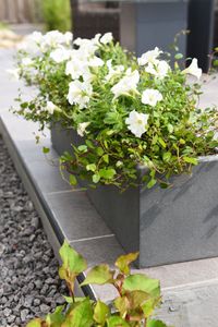 Blumenkasten Fensterbankkasten Beton "Flobo", Grau