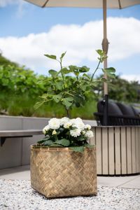 Pflanzkübel Pflanztopf Bambus Fiberzement CISTELLA Natur Pflanzkübel Pflanztopf Bambus Fiberzement CISTELLA Natur