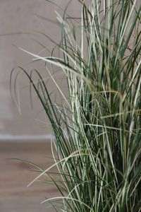 Kunstpflanze Zebragras in schwarzem Kunststofftopf GREVY Kunstpflanze Zebragras in schwarzem Kunststofftopf GREVY