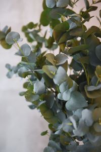 Kunstpflanze Eukalyptus im Topf EUKALY