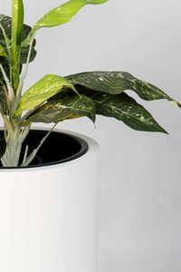 Pflanztopf Pflanzkübel Fiberglas ESTRA weiß matt