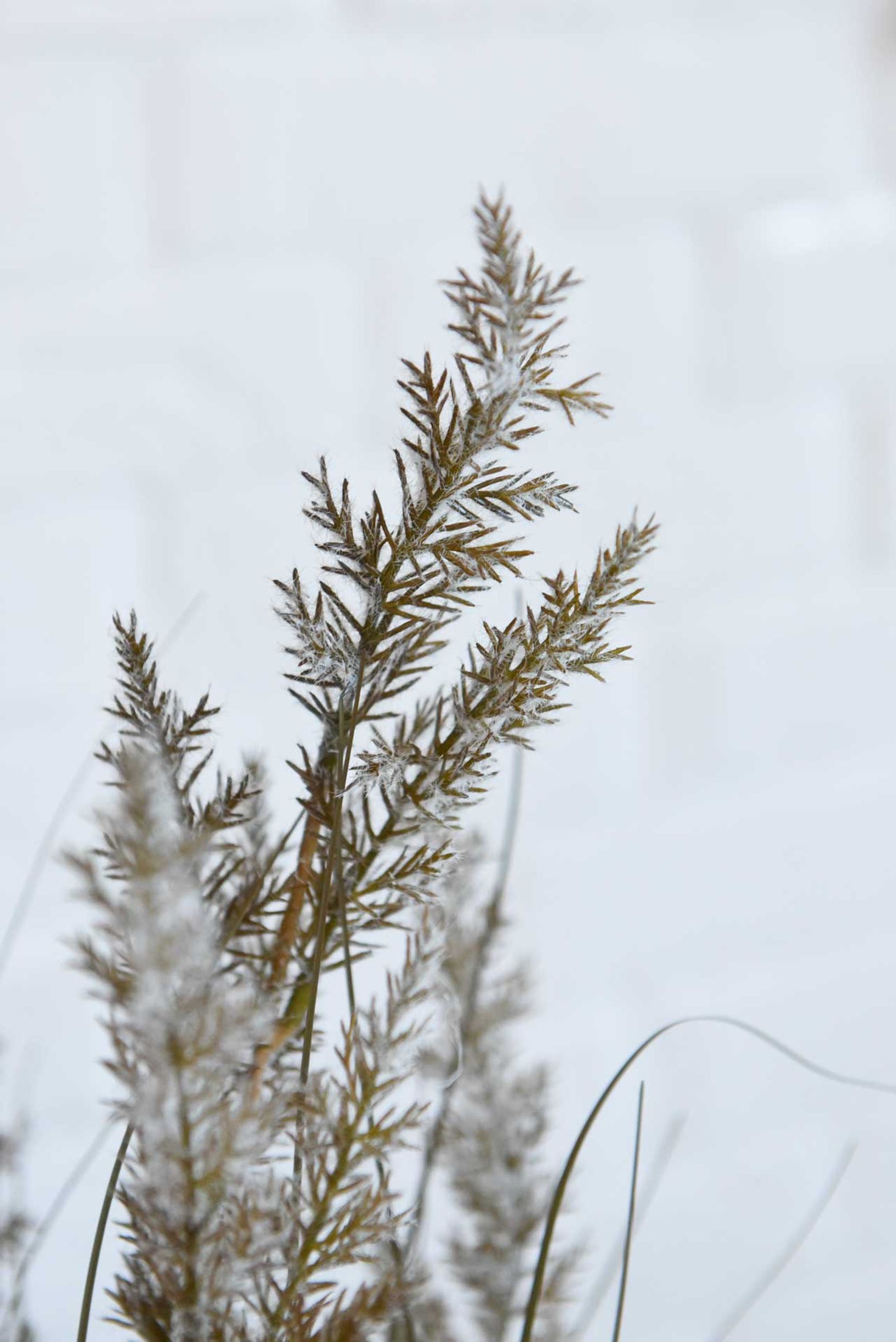 Kunstpflanze Kunstgras Kunststoff SEGGE Kunstpflanze Kunstgras Kunststoff SEGGE