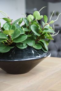 Dekoschale Schale Schlangenoptik "Futura", Schwarz Silber Hochglanz