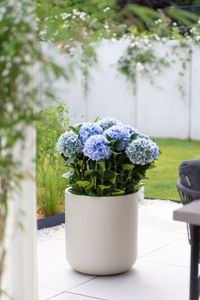 Blumentopf Pflanzkübel Fiberglas CHICO creme