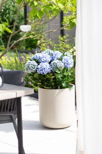 Blumentopf Pflanzkübel Fiberglas CHICO creme