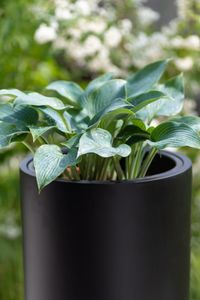 Pflanzgefäß Bodenvase SOLERIO Fiberglas Schwarz Matt