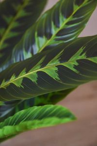 Kunstpflanze künstliche Blattpflanze im Topf Kunststoff NICOLA Kunstpflanze künstliche Blattpflanze im Topf Kunststoff NICOLA