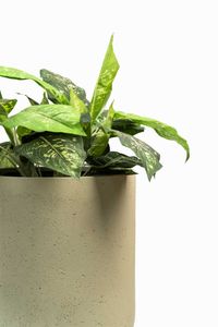 Blumentopf Pflanztopf Fiberglas CHICO Vesuvcreme