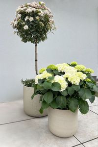 Blumentopf Pflanztopf Fiberglas CHICO Creme