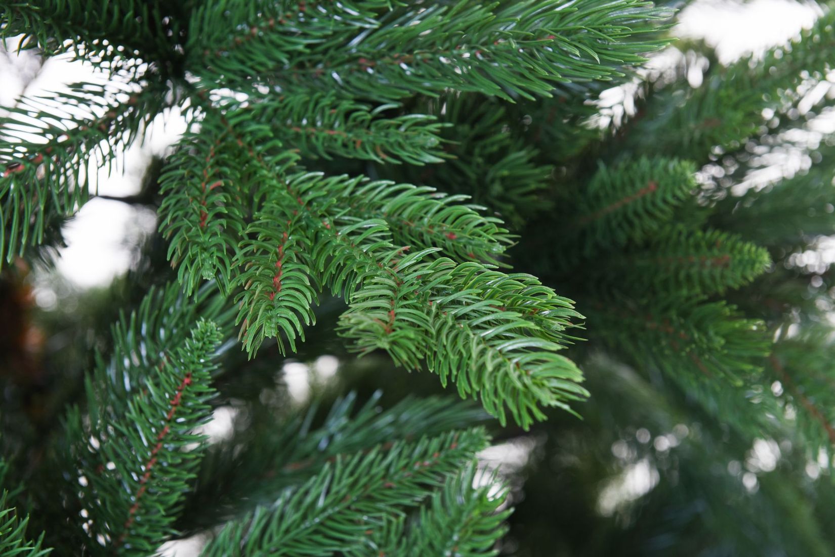 Künstlicher Weihnachtsbaum Premium Nordmanntanne, 210 cm hoch - Modell 2025 8 Künstlicher Weihnachtsbaum Premium Nordmanntanne, 210 cm hoch - Modell 2025