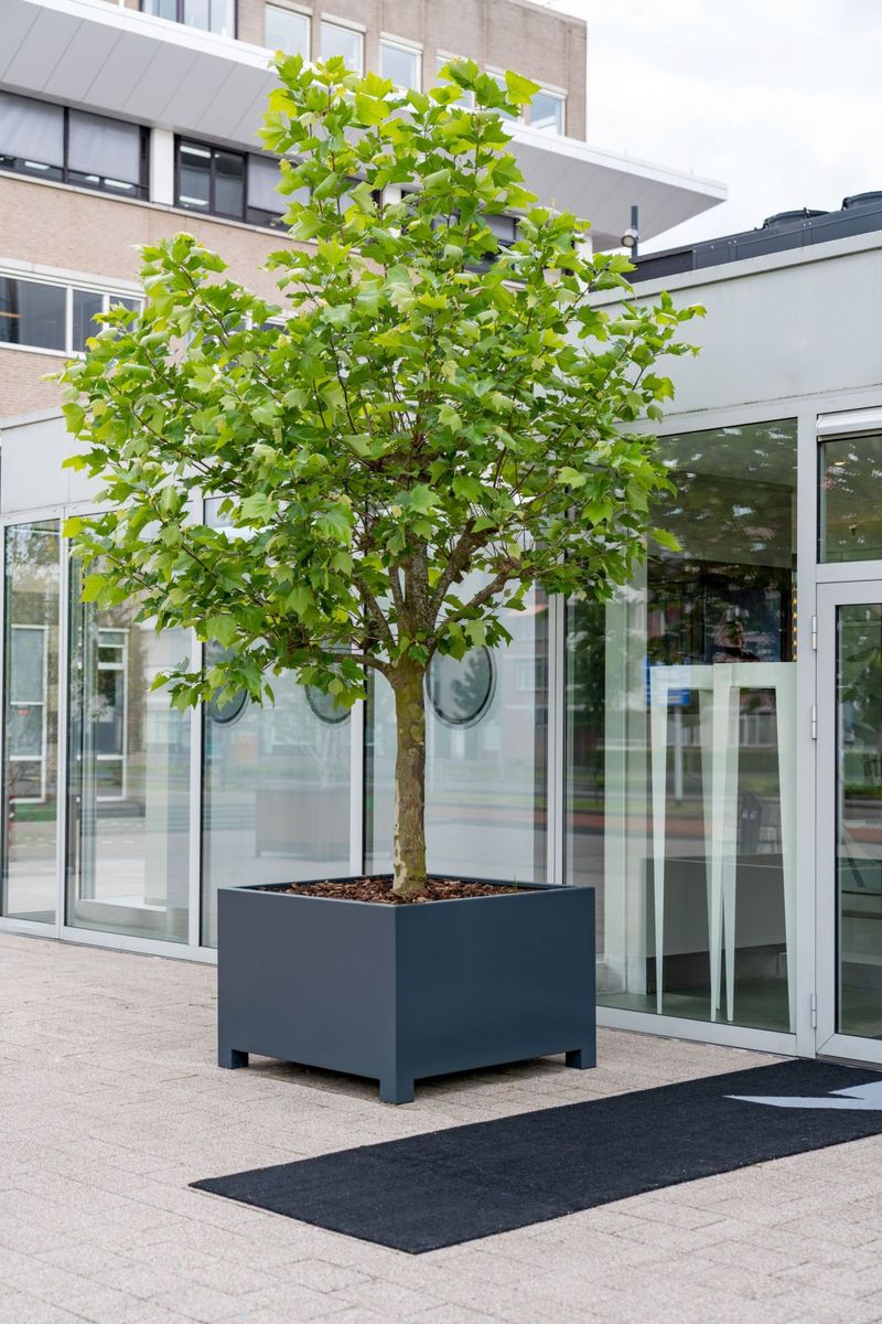 Pflanzkübel Blumenkübel eckig mit Füßen Aluminium CORE FEET Schwarzgrau Matt | 140x140x80 cm | COREFEET-AFP3.1
